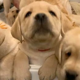 Labrador Retrievers from Judy Lesch's Labrador Retrievers