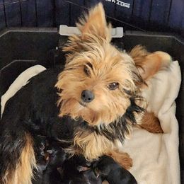 Foxy - Yorkshire Terrier