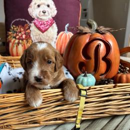 Pecan - Red  male Goldendoodle puppy in Chino Valley, Arizona from Bass Creek Doodles