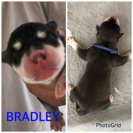 Boy 4 - Bradley - Black and white Siberian Husky puppy in York Springs, Pennsylvania from Sunny Ridge Siberians