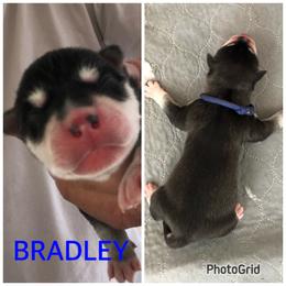 Boy 4 - Bradley - Black and white Siberian Husky puppy in York Springs, Pennsylvania from Sunny Ridge Siberians