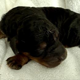 Honey Bear - Phantom female Bernedoodle puppy in Mint Hill, North Carolina from Ball-Y-Hoo Bernedoodles