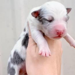Boy 3 - Dilute blue male Australian Shepherd puppy in Iola, Texas from MK Aussies