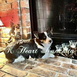 Boy 3 - American Corgi puppy in Gentry, Arkansas from K Heart Ranchita