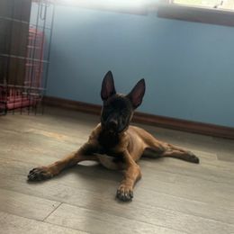 Raya - Fawn female Belgian Malinois puppy in Linwood, Michigan from Gillis Malinois LLC