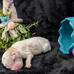 Zeus - Parti male Poodle puppy in Mongomery, Texas from Celestial Jewels Poodles