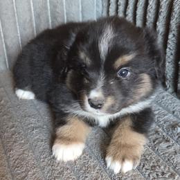 Cricket  II - Black tri female Miniature American Shepherd puppy in Goldendale, Washington from Amulet Charm