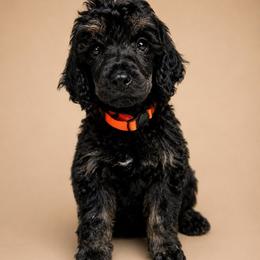 Crumpet - Phantom male Poodle puppy in Grovetown, Georgia from PND Kennel