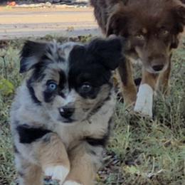 Miniature Australian Shepherds from Adina Enlow