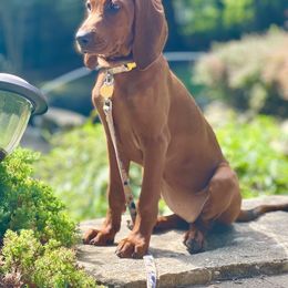 Redbone Coonhound Puppies from Shannon Family Redbone Coonhounds