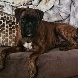 Clyde - Boxer