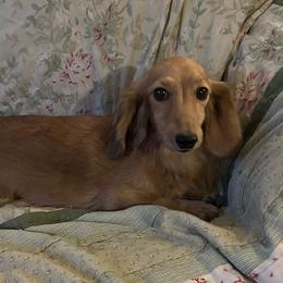 Opal - Dachshund
