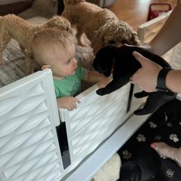 Labrador Retriever Puppies from Krys Ruth