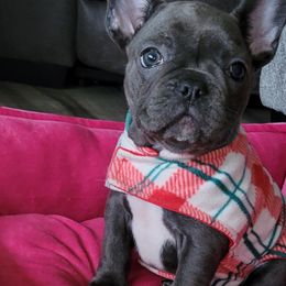 French Bulldog puppies from Wrinkles And Rolls Frenchies