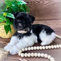 Miniature Schnauzer and Poodle Puppies from Crystal Rose Canines
