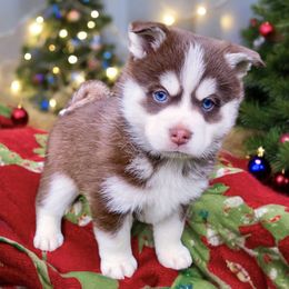 Rudy - Pomsky puppy from Periwinkle Pomskies