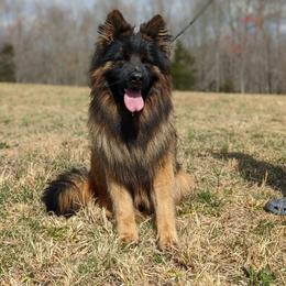 Torro - German Shepherd