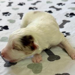 Mr. Freeze - White and seal male Border Collie puppy in Rickman, Tennessee from Roaring River Border Collies