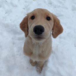 Golden Retriever Puppies from Daffodil Valley Goldens
