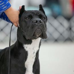 Ozzy - Cane Corso