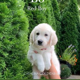 Golden Retriever Puppies from Catalina Goldens European Pedigree Companions®