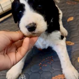 Navy blue collar - Black and white male Bernedoodle puppy in Marlow, Oklahoma from Crider’s Critters
