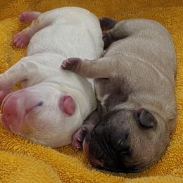 French Bulldog Puppies from Oui Oui Kennels