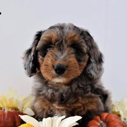 American Corgis and Aussiedoodles from Circle B Kennel