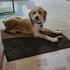 Ryder - Double Doodle