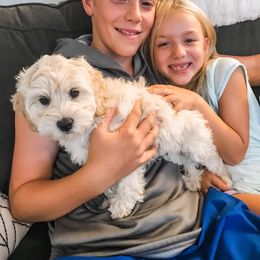 Australian Labradoodle Puppies from Tiny Treasures Australian Labradoodles