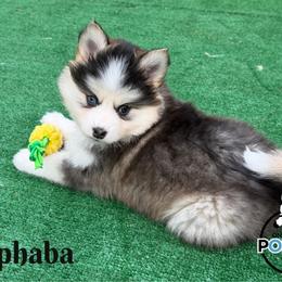 Elphaba - Black and white female Pomsky puppy in Eastman, Georgia from Once Upon A Pomsky