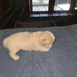 Male 1 - Cream and white male Shih Tzu puppy in Hampstead, Maryland from Dunhaven Farms