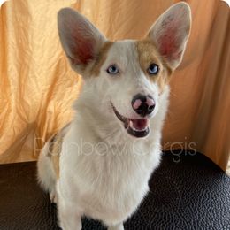 Evie - American Corgi