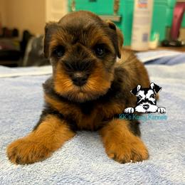 Liver red pepper - Liver male Miniature Schnauzer puppy in Kaufman, Texas from KK’s Krazy Kennels