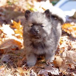 Pomsky Puppies from New World Pomskies