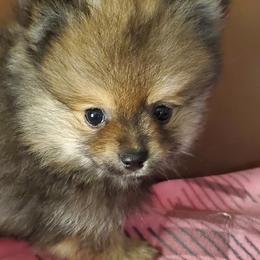 Pomeranians from REONE GHEEN