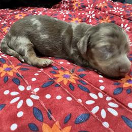 Reese - Dapple female Dachshund puppy in Cabool, Missouri from Dachshund's of Country Magic Farms in Missouri