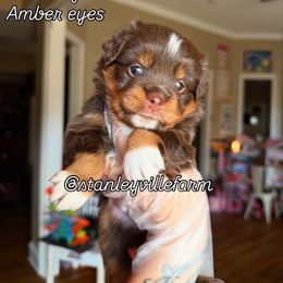 Wednesday - Red tri female Miniature Australian Shepherd puppy in Buchanan, Georgia from Stanleyville Farm Mini Aussies