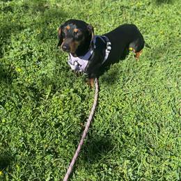 Izzy - Dachshund