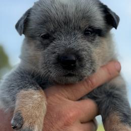 MaryJane - Blue female Australian Cattle Dog puppy in Devalls Bluff, Arkansas from Coolhand's Australian Cattle Dogs