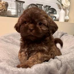 Biscuit - Liver male Shih Tzu puppy in Kodak, Tennessee from Cutshall Babies