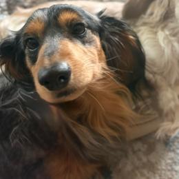 Stag - Dachshund