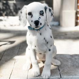 Minnie - LUA Long Coat - White and black female Dalmatian puppy in Jefferson, Georgia from Spotted Jewels Dalmatians