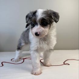 Kristoff - Blue merle male Aussiedoodle puppy in Adams, Nebraska from Boxcar Doodles and Poodles