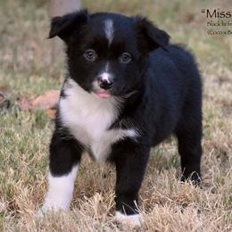 Miss Deere - Black & white female Miniature Australian Shepherd puppy in Evant, Texas from Lazy VT Bar Ranch