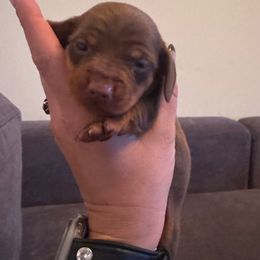 Star - Chocolate and tan female Dachshund puppy in Corbin, Kentucky from Doxie Dapples