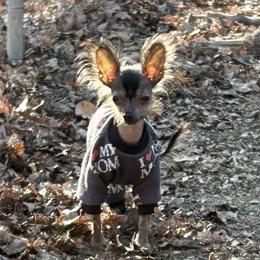 Chihuahua and Chinese Crested Puppies from Western Kentucky Chihuahua’s and Chinese Crested’s