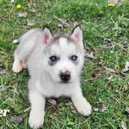Jasper - Black and white male Siberian Husky puppy in Hebron, Kentucky from Glacier Run Huskies