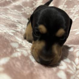 Rummi - Black female Dachshund puppy in Yuma, Arizona from Desert dashies