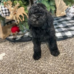 Girl 2 - Goldendoodle puppy in Beggs, Oklahoma from Meyers Doodles